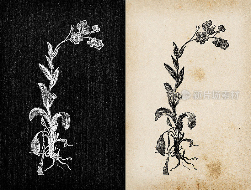 植物学植物古董雕刻插画:Myosotis alpestris(阿尔卑斯勿忘我)